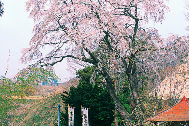 滝桜北龍光寺境内にあるベニシダレザクラ。