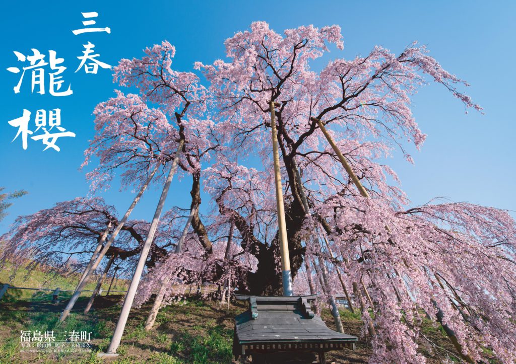 三春滝桜 Find 三春 みはる観光協会 福島県三春町