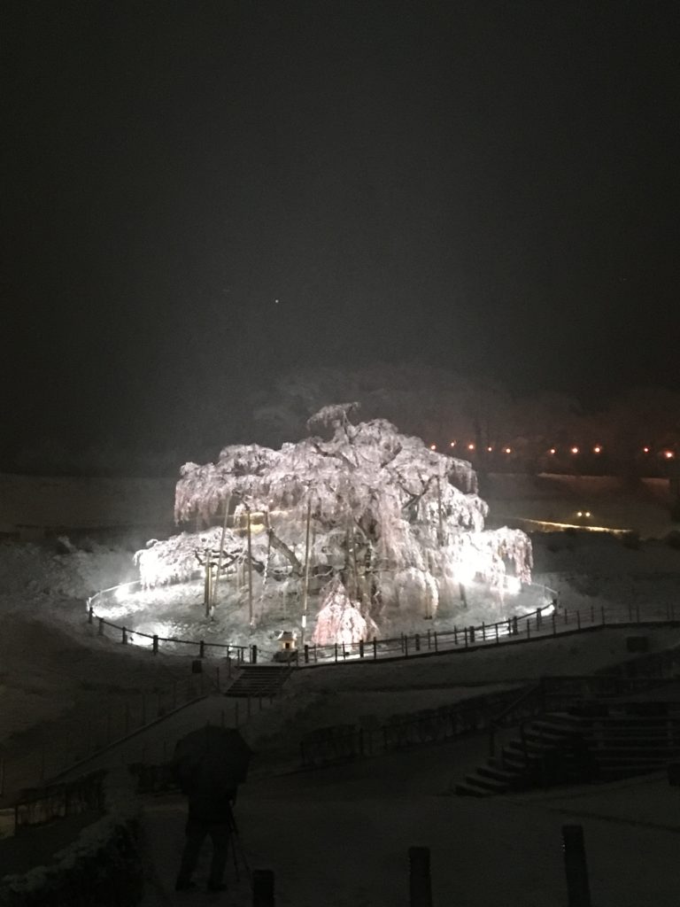 2019年 滝桜の開花状況（4/10 20時） | Find！三春 【みはる観光協会～福島県三春町】