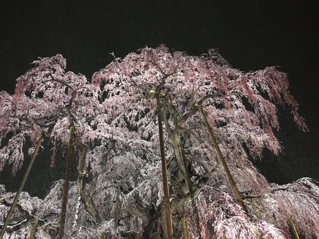 2019年 滝桜の開花状況（4/10 20時） | Find！三春 【みはる観光協会～福島県三春町】