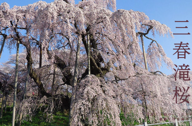 三春滝桜 | Find！三春 【みはる観光協会～福島県三春町】