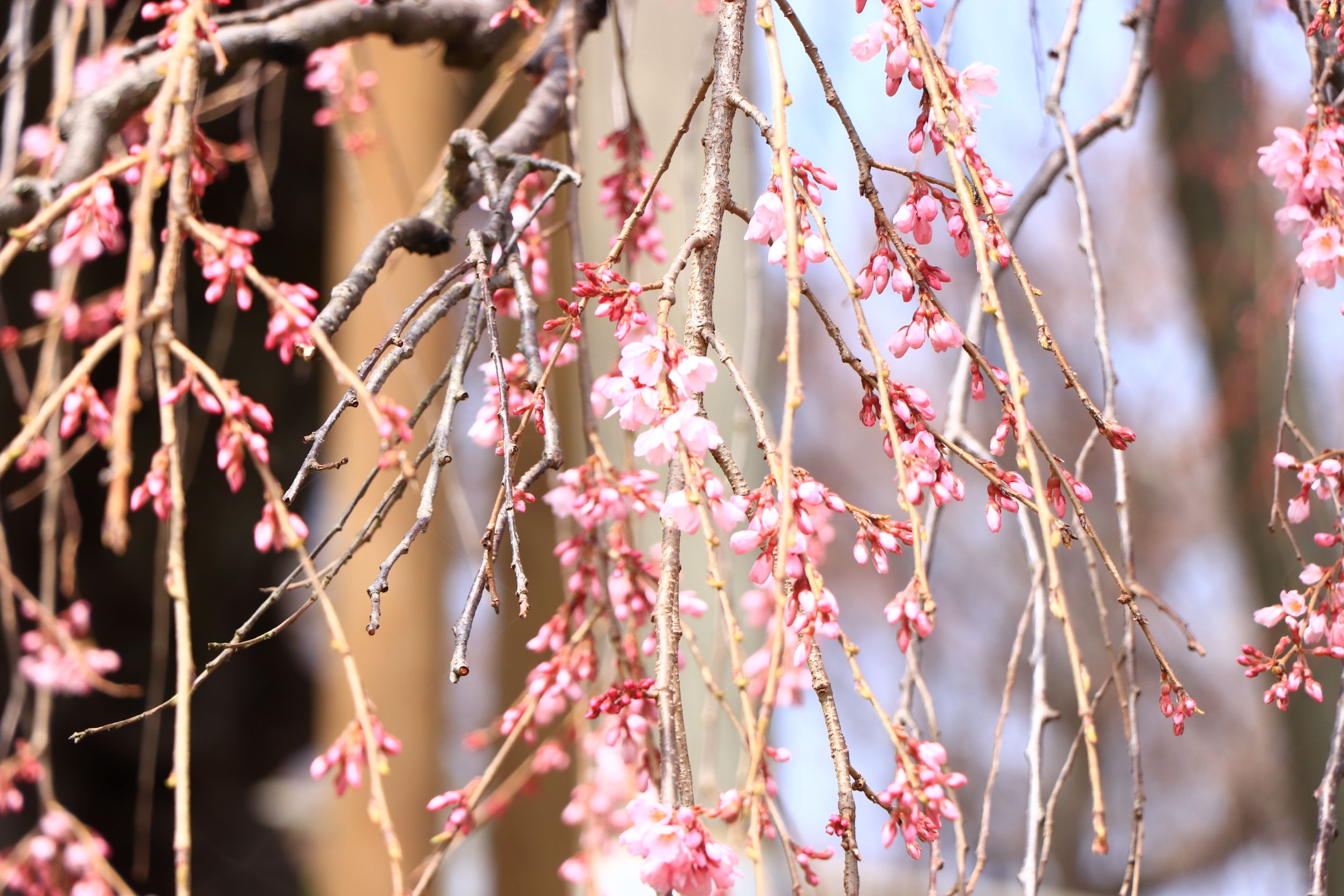 2021年 滝桜の状況（3月30日） | Find！三春 【みはる観光協会～福島県