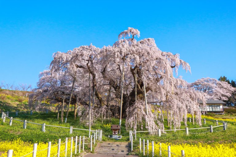 2021年 滝桜の状況（4月8日） | Find！三春 【みはる観光協会～福島県三春町】